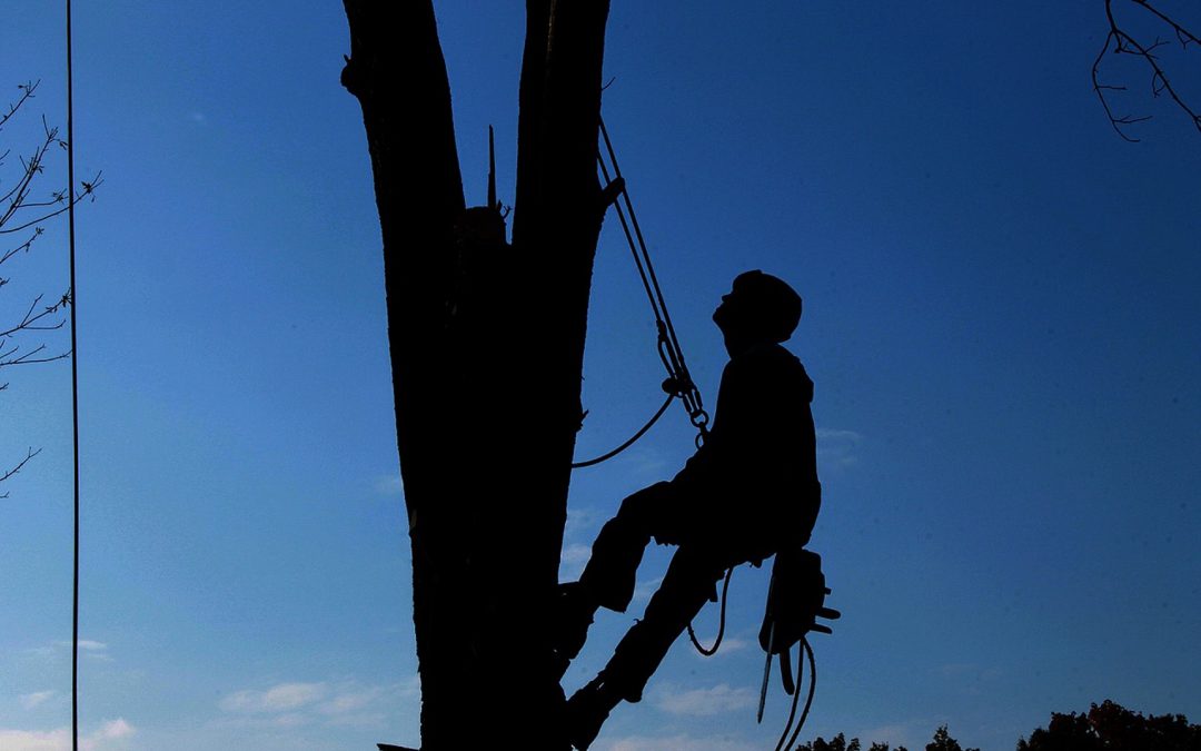 Découvrez votre arboriste dans les Vosges