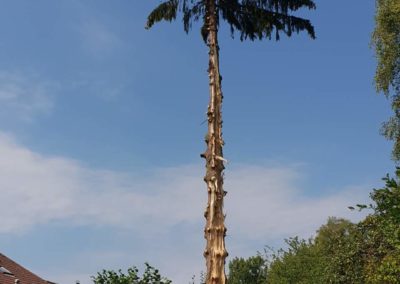 Arbre foudroyé Ban-de-Laveline