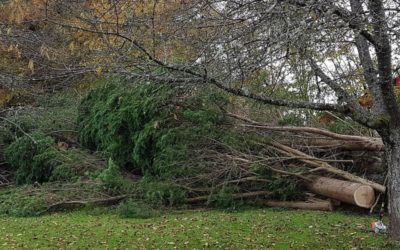 Arbre tombé à Anould