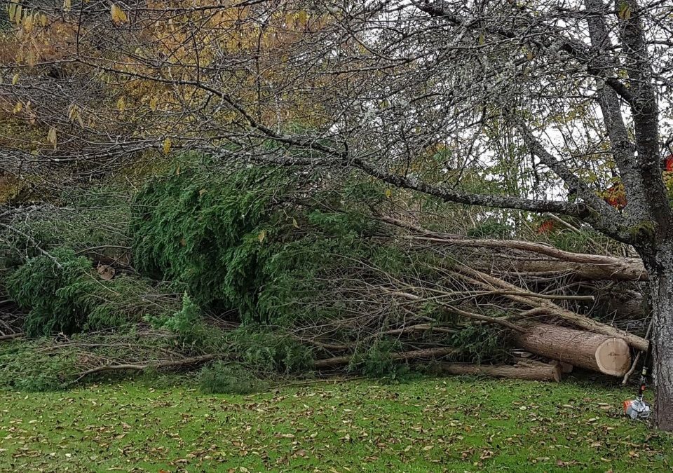 Arbre tombé à Anould