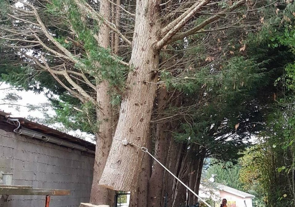 Abattage d’arbres à Saint-Dié