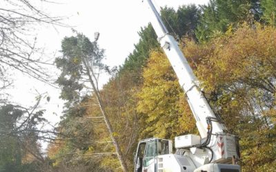 Élagage abattage dans les Vosges