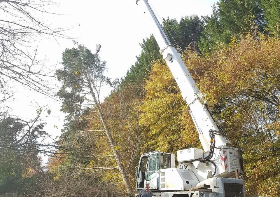 Élagage abattage dans les Vosges