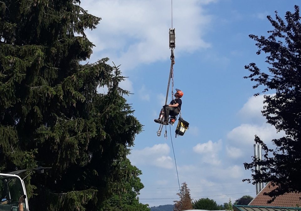 Arboriste à Saint-Dié