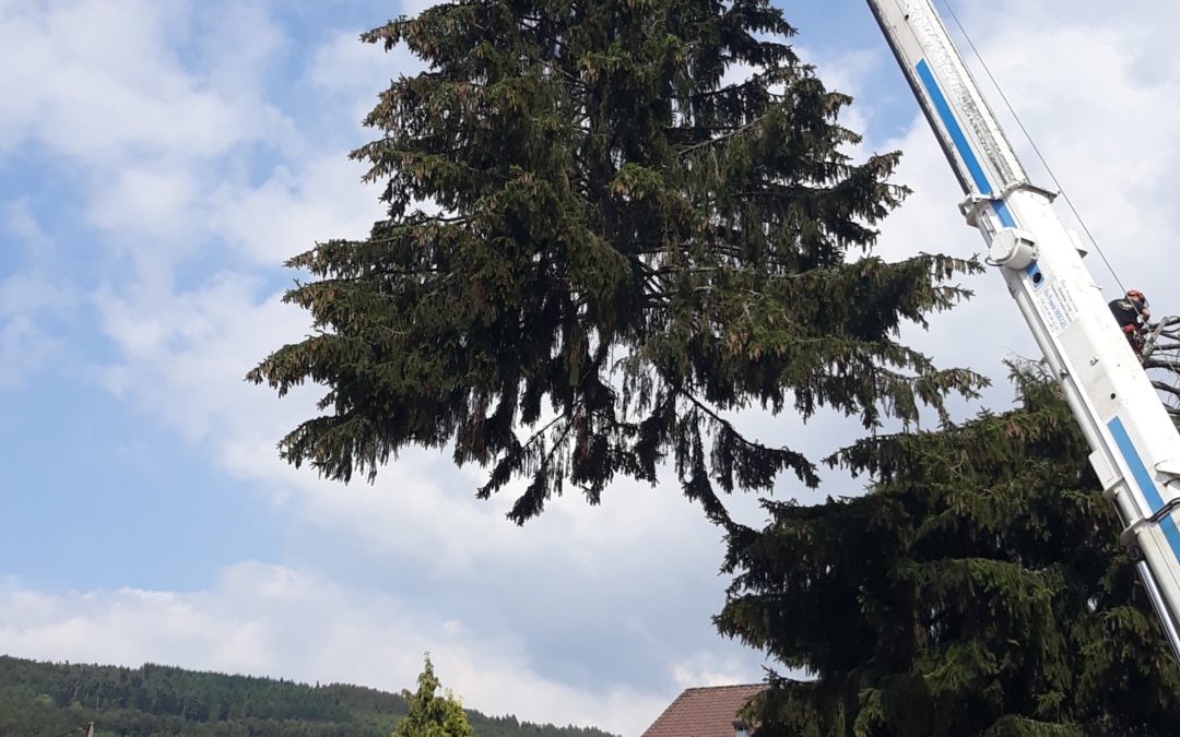 Élagage arbre à Saint-Dié